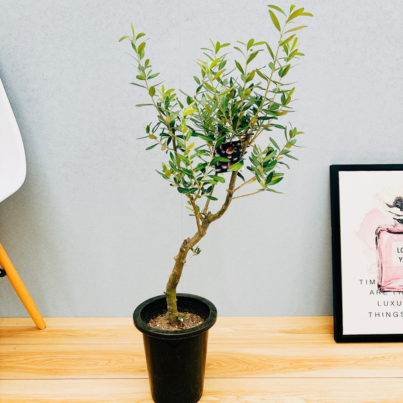 ④ オリーブの木souju『ミッション』8号 特大苗木最高等級極上品‼️ ④