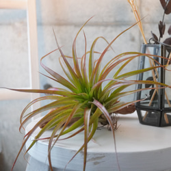 大き目のチランジア・ブラキカウロス◇エアープランツ ギフト