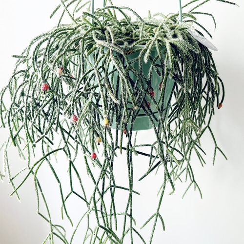希少》リプサリス ブルケリー 5号吊り鉢 観葉植物 その他