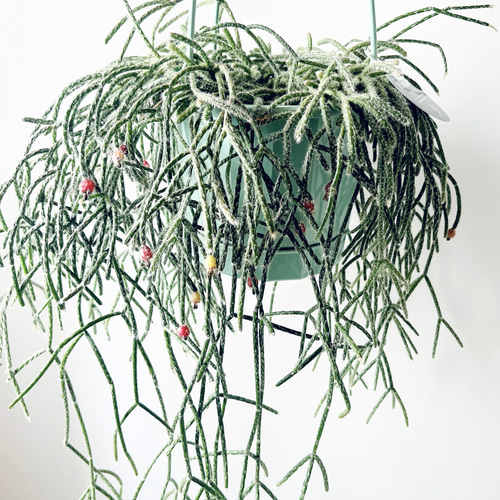 希少　パープルリプサリス　ディソカクタス　アマゾニクス　5号　吊り鉢 希少 パープルリプサリス ディソカクタス アマゾニクス 5号 吊り