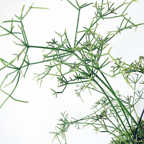 リプサリス　プリスマティカ　6寸　大株 限定品】リプサリス プリスマティカ 6号吊り鉢 観葉植物 その他