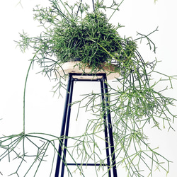 リプサリス　プリスマティカ　6寸　大株 リプサリス・プリスマティカ】鉢カバーなし｜観葉植物 – hanna