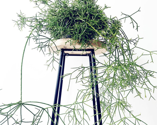 【専用】リプサリス✳︎さま リプサリス 品種おまかせ 3~3.5号(3ポット) | チャーム