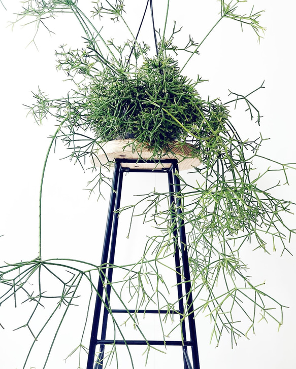 リプサリス　プリスマティカ　6寸　大株 限定品】リプサリス プリスマティカ 6号吊り鉢 観葉植物 その他
