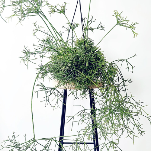 ５５％以上節約 限定品】リプサリス その他 観葉植物 6号吊り鉢 プリスマティカ その他多肉植物
