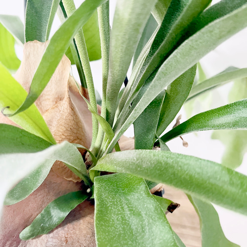 現品発送】ビカクシダ ネザーランド 5号吊り鉢 観葉植物 その他