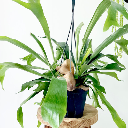 現品発送】ビカクシダ ネザーランド 5号吊り鉢 観葉植物 その他