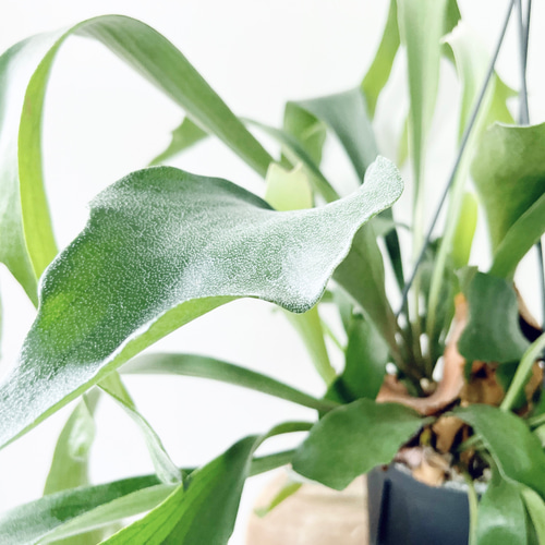 【観葉植物】 商談中　◉ビカクシダ　ネザーランド　 現品発送】ビカクシダ ネザーランド 5号吊り鉢 観葉植物 その他