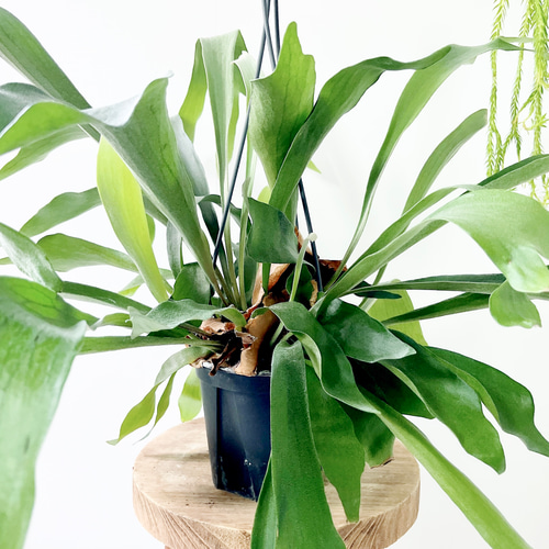 現品発送】ビカクシダ ネザーランド 5号吊り鉢 観葉植物 その他