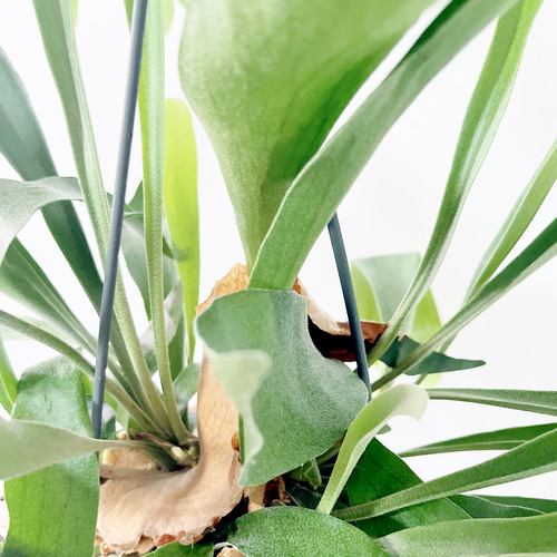 現品発送】ビカクシダ ネザーランド 5号吊り鉢 観葉植物 その他