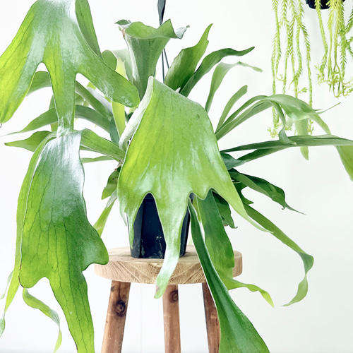【観葉植物】 商談中　◉ビカクシダ　ネザーランド　 観葉植物 ビカクシダ ネザーランド」の人気商品一覧 | 安い商品を通販