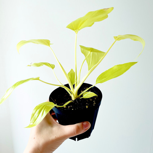 希少》フィロデンドロン ワルセウィッチー プレミアムゴールド