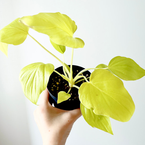 フィロデンドロン　セローム　ゴールド　ワルセヴィッチワルセラ　　もち様確認用 フィロデンドロン セローム ゴールド ワルセヴィッチワルセラ