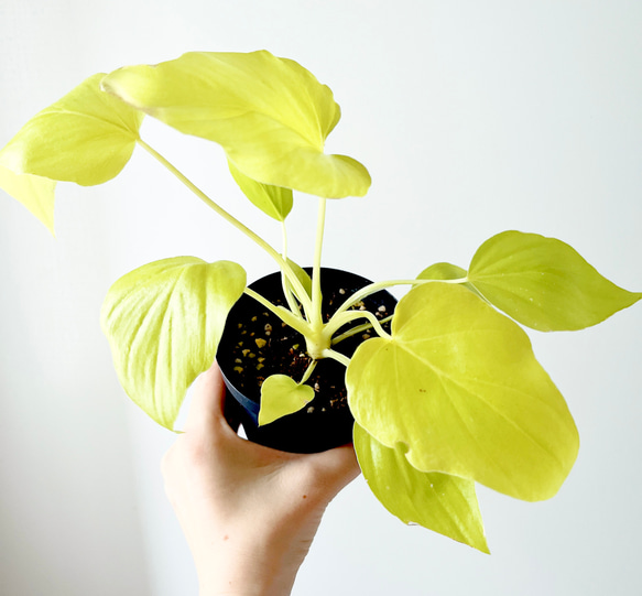 フィロデンドロン　セローム　ゴールド　ワルセヴィッチワルセラ　　もち様確認用 フィロデンドロン セローム ゴールド ワルセヴィッチワルセラ