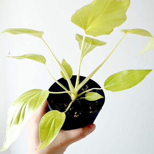 フィロデンドロン　セローム　ゴールド　ワルセヴィッチワルセラ　　もち様確認用 フィロデンドロン セローム ゴールド ワルセヴィッチワルセラ もち様