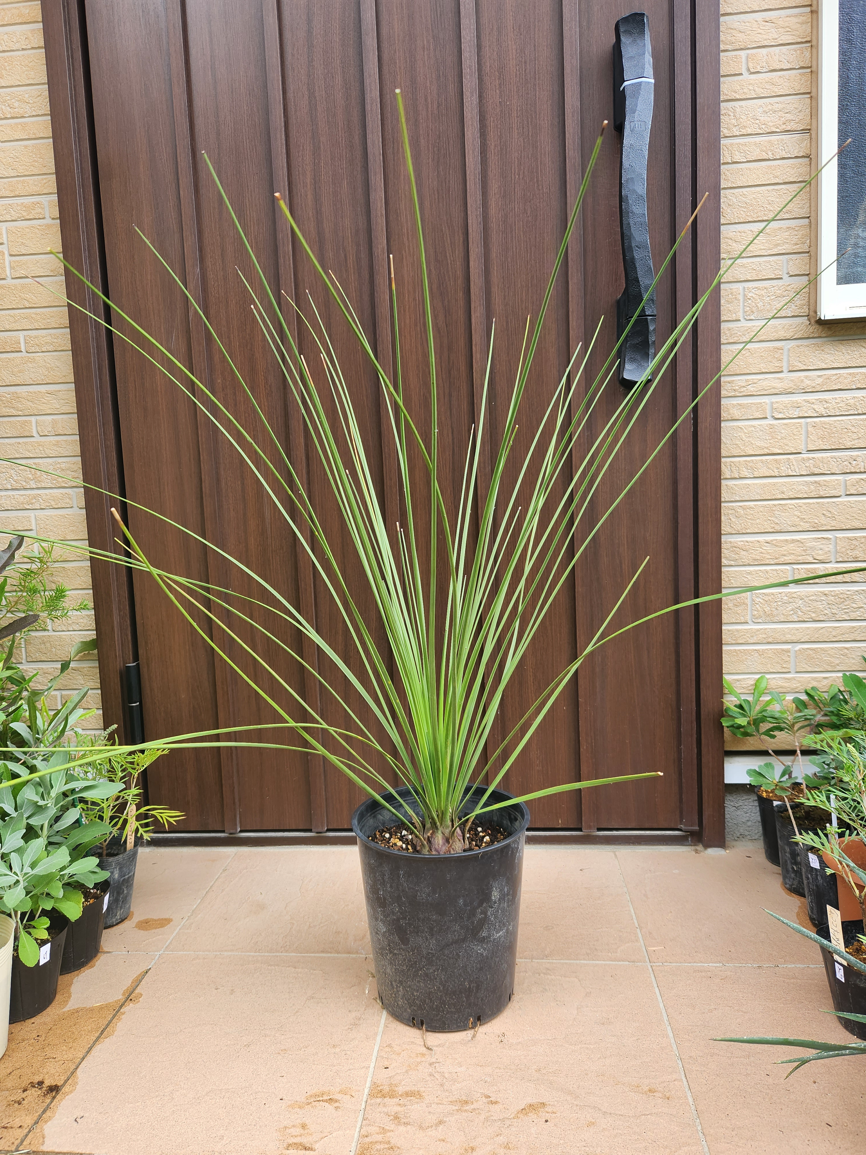 ダシシリオン・ロンギシマム　ドライガーデン