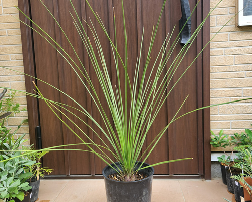 専用出品 ダシリリオンロンギシマム  引き取り限定 6efc5c749d5b70302ee3d702a262ce