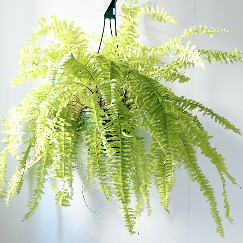 ネフロレピス ブロンド ハンギング 観葉植物 calm cafe その他