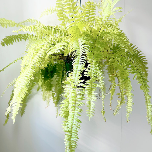 ネフロレピス ブロンド ハンギング 観葉植物 calm cafe その他