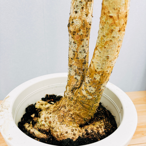 現品］【希少】B ダベビア 8号 観葉植物 レア おしゃれ プラスチック鉢 