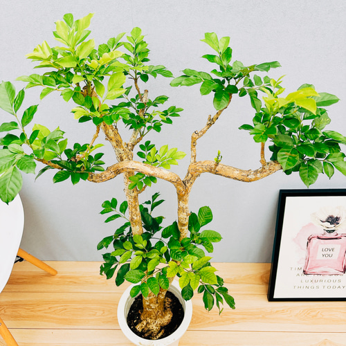 現品］【希少】B ダベビア 8号 観葉植物 レア おしゃれ プラスチック鉢 
