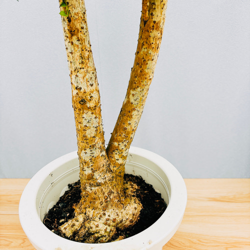 現品］【希少】B ダベビア 8号 観葉植物 レア おしゃれ プラスチック鉢 