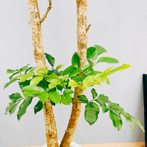現品］【希少】B ダベビア 8号 観葉植物 レア おしゃれ プラスチック鉢 