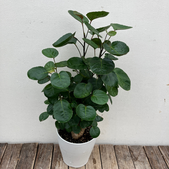ポリシャス*ファビアン*どっしりとした太株*観葉植物 ポリシャス*ファビアン*どっしりとした太株*観葉植物