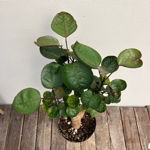 ポリシャス＊ファビアン＊どっしりとした太株＊観葉植物