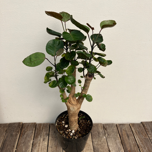 ポリシャス*ファビアン*どっしりとした太株*観葉植物 ポリシャス*ファビアン*どっしりとした太株*観葉植物