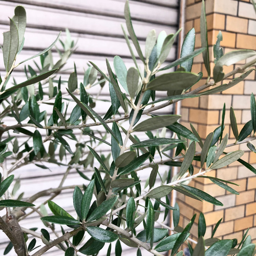 厳選樹形！ オリーブの木 ペンドリノ souju その他インテリア雑貨