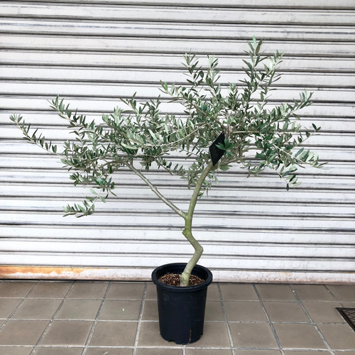 厳選樹形！ オリーブの木 ペンドリノ souju その他インテリア雑貨