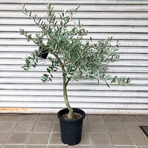 現品］☆一点限り☆ 創樹 オリーブ ペンドリノ 8号 観葉植物