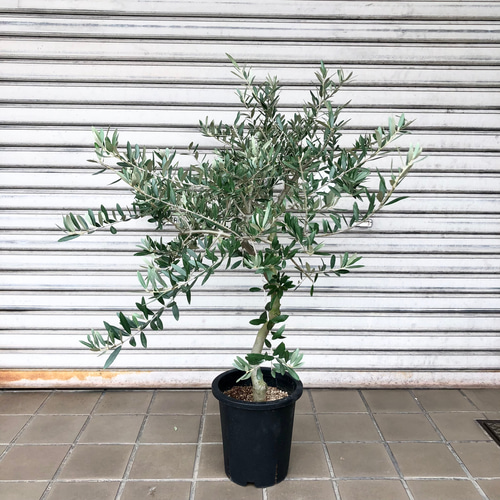 厳選樹形！ オリーブの木 ペンドリノ souju その他インテリア雑貨