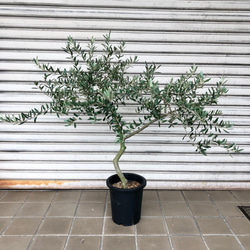 厳選樹形！ オリーブの木 ペンドリノ souju その他インテリア雑貨