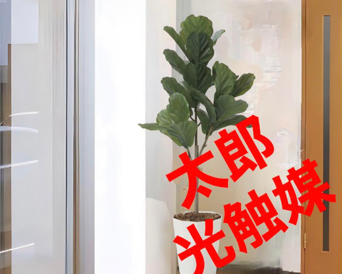光触媒　人工観葉植物　ウォールグリーン　フェイクグリーン　カシワバゴム1.25 光触媒 人工観葉植物 ウォールグリーン フェイクグリーン カシワバゴム