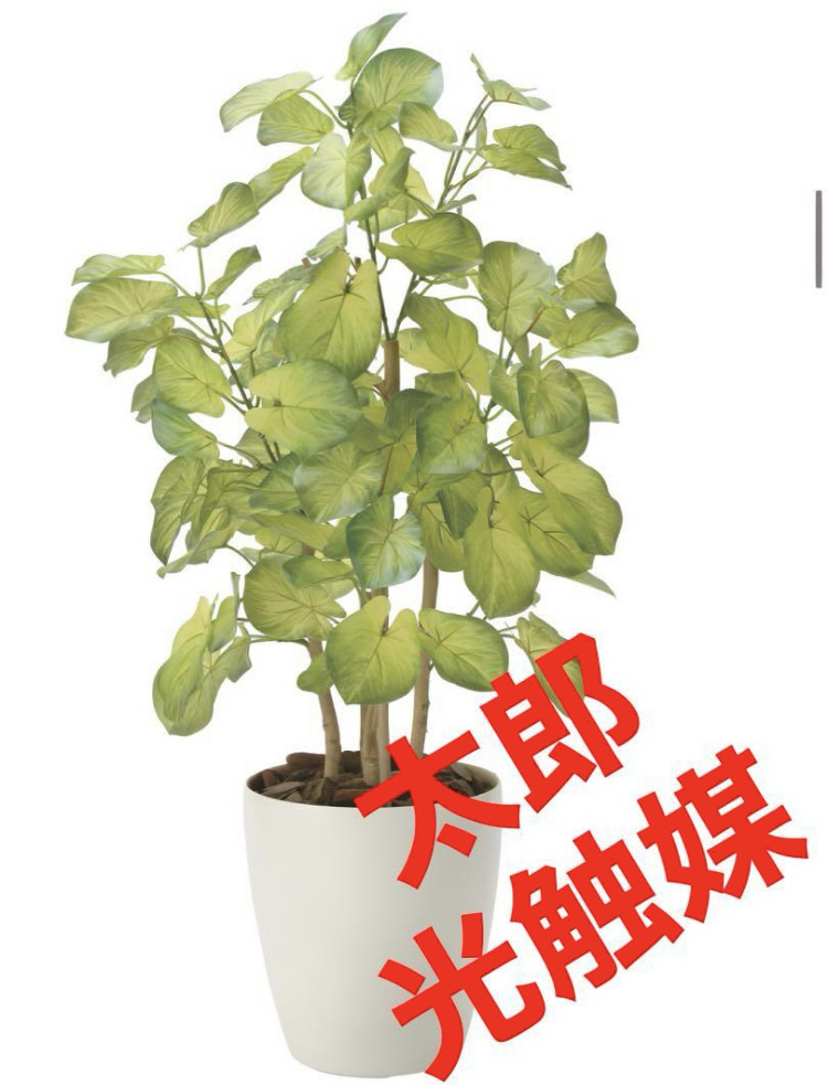 光触媒　人工観葉植物　ウォールグリーン　フェイクグリーン　バウヒニア70