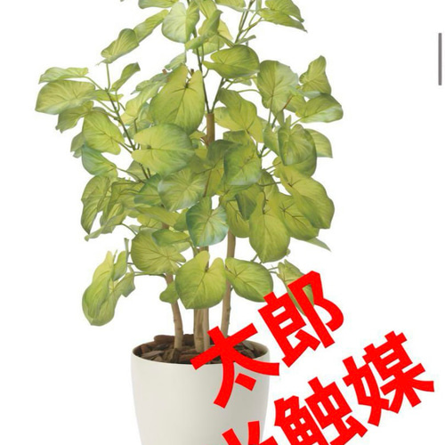 光触媒　人工観葉植物　ウォールグリーン　フェイクグリーン　バウヒニア70 光触媒 人工観葉植物 ウォールグリーン フェイクグリーン