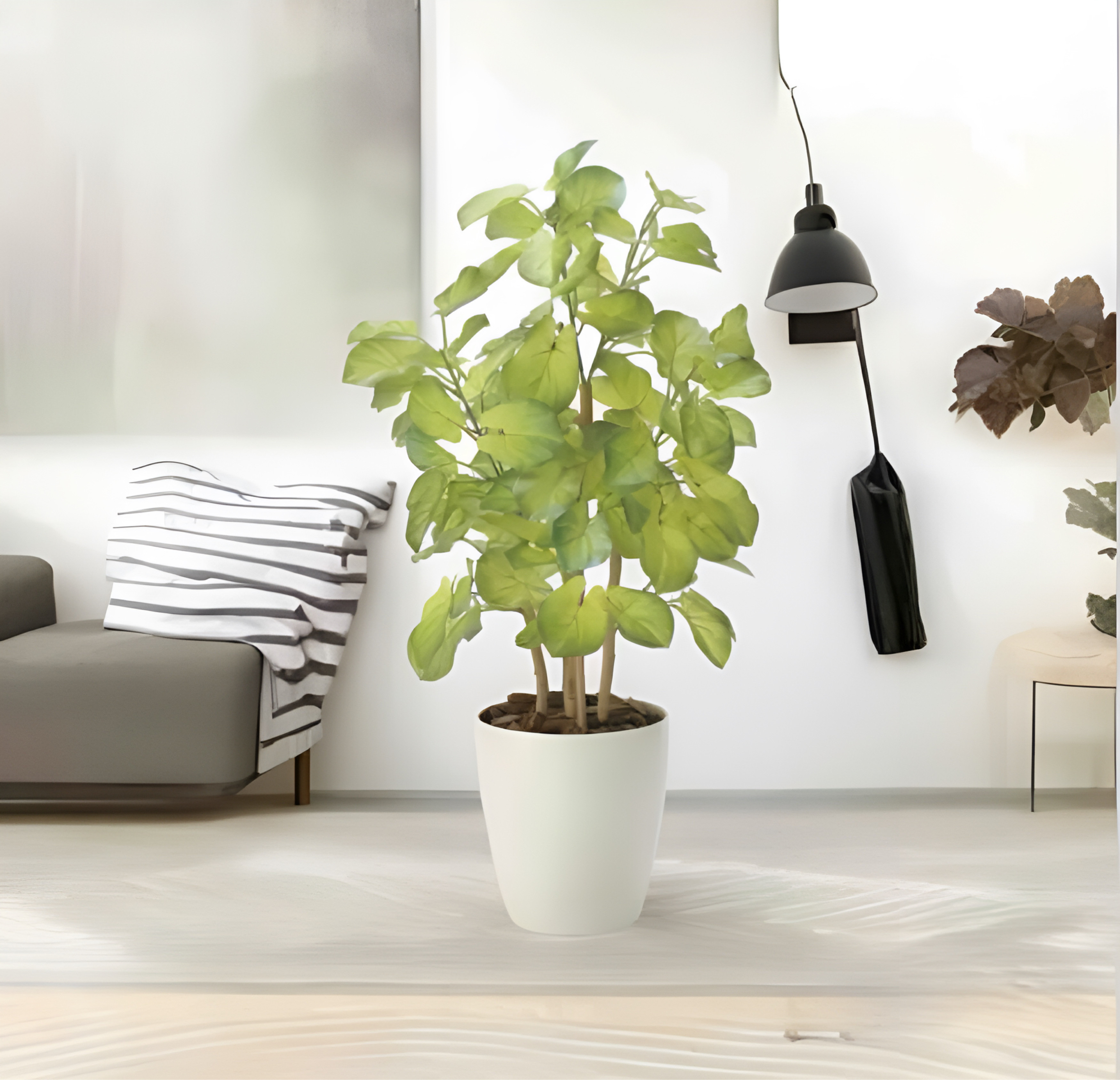 光触媒　人工観葉植物　ウォールグリーン　フェイクグリーン　バウヒニア70