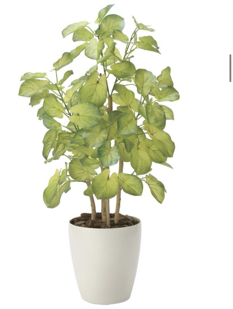 光触媒　人工観葉植物　ウォールグリーン　フェイクグリーン　バウヒニア70