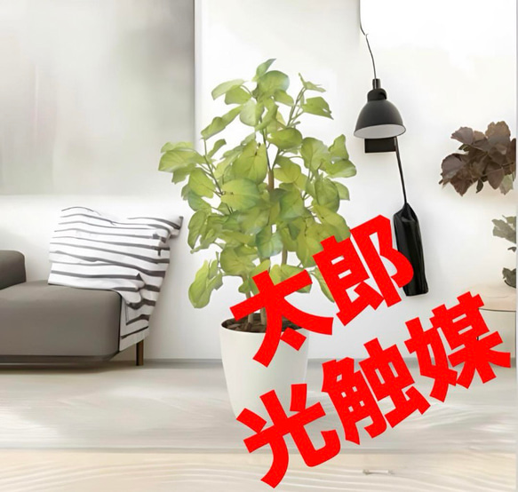 光触媒　人工観葉植物　ウォールグリーン　フェイクグリーン　バウヒニア70 光触媒 人工観葉植物 ウォールグリーン フェイクグリーン