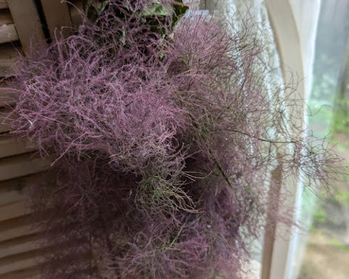 紫色のドライフラワーリース　スモークツリー スモークツリー 1本 | ドライフラワー 花材 ロング 国産 送料