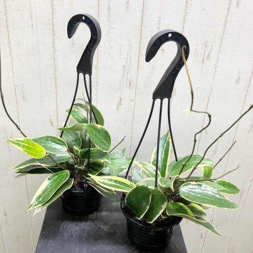 Hoya priktai ホヤ 吊り鉢 選べる品種 珍種 ホヤ 吊り鉢 その他インテリア雑貨 PLANTS SHOP