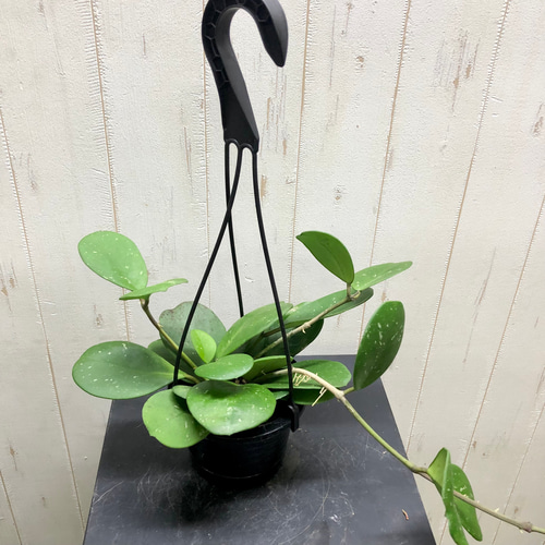Hoya priktai ホヤ 吊り鉢 選べる品種 珍種 ホヤ 吊り鉢 その他インテリア雑貨 PLANTS SHOP