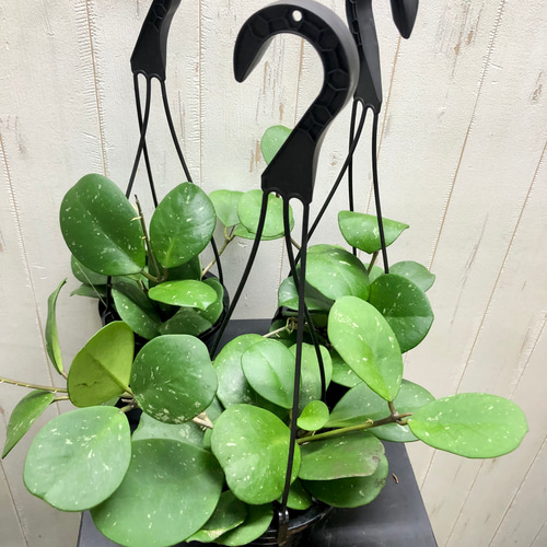 選べる品種 珍種 ホヤ 吊り鉢 その他インテリア雑貨 PLANTS SHOP