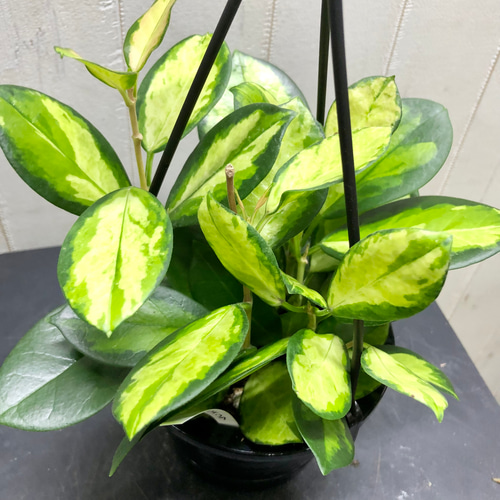 Hoya priktai ホヤ 吊り鉢 選べる品種 珍種 ホヤ 吊り鉢 その他インテリア雑貨 PLANTS SHOP