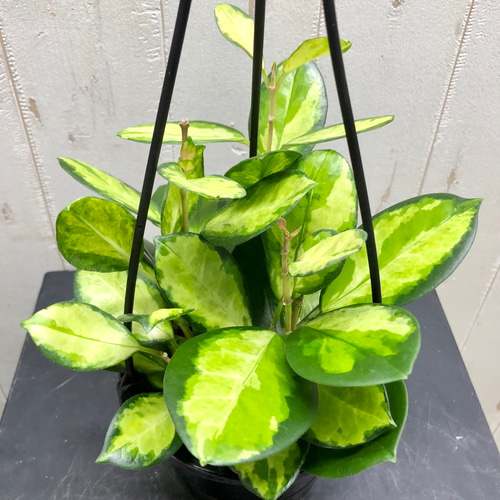 選べる品種 珍種 ホヤ 吊り鉢 その他インテリア雑貨 PLANTS SHOP