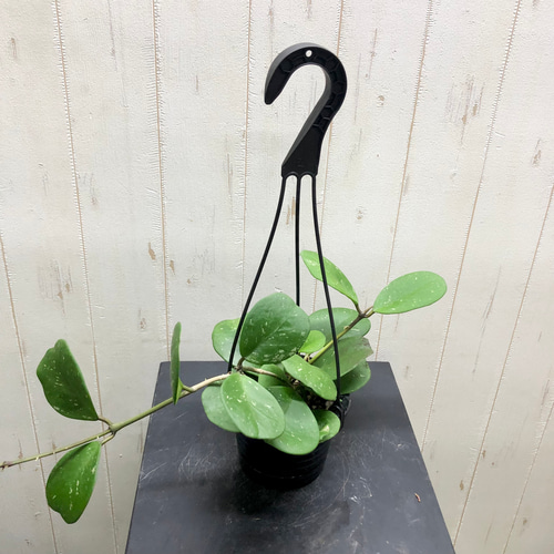 Hoya priktai ホヤ 吊り鉢 ホヤ：パラシティカ ブラックエッジ 4号吊り鉢 の通販 | 園芸ネット
