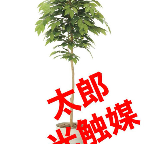 光触媒 人工観葉植物 ウォールグリーン フェイクグリーン ケヤキ