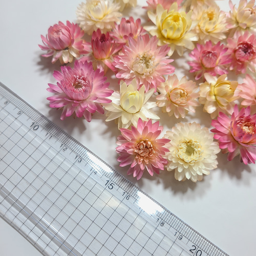 ドライフラワー 3種の花材セット 貝細工など ドライフラワー 3種の花材